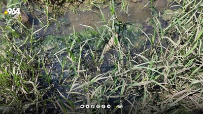 رانیە: ئه‌و كێڵگه‌ سه‌وزانه‌ى به‌ ئاوى پیس ئاوده‌دران تێكدران