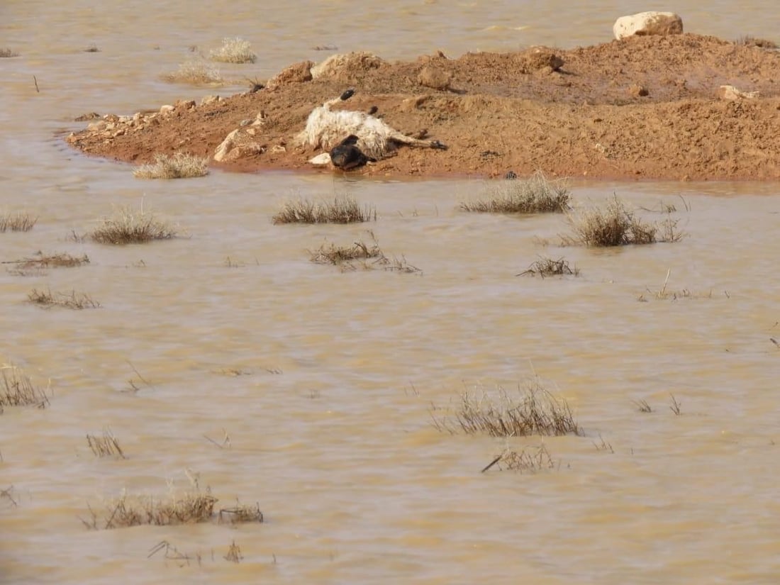 صور: الجيش ينقذ أغنام الرعاة من السيول في صحراء النخيب بين كربلاء والأنبار