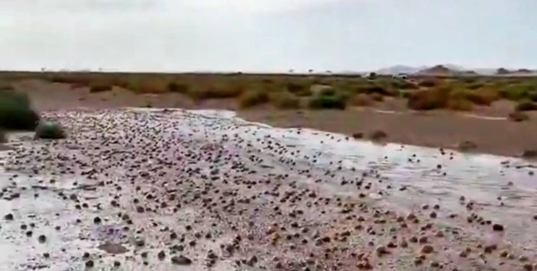 فيديو “سيول الكمأ” في الأنبار.. ما حقيقته؟