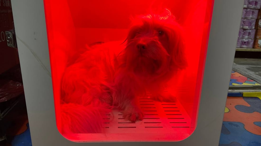 “تيرير” الفرنسي قد يكون أفضل كلب تبدأ معه رحلتك.. بيطري بغدادي