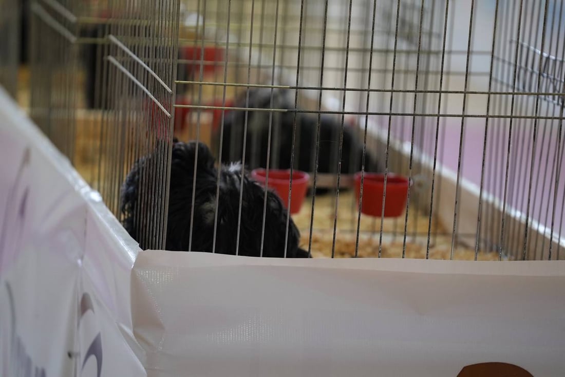 صور: دجاجة بصراوية وديك أربيلي أجمل طيرين في العراق.. مسابقة بإشراف تركي