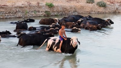 Qara Jam village keeps buffalo herding tradition alive on the banks of the Little Zab