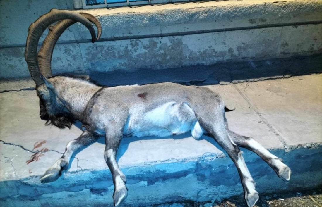 کەسێک پاش ئەوەی کەڵە کێویەکی راوکرد دەستگیر کرا