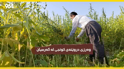 وەرزی دروێنەی کونجی و کۆکردنەوەی بەرهەمەکەیەتی لە گەرمیان