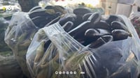 الباذنجان قفز في أربيل الى 900 دينار.. مجلس العلوة يحدد 4 