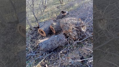 له‌ گوندێكی به‌رزنجه‌ داربڕێك ده‌ستگیركرا