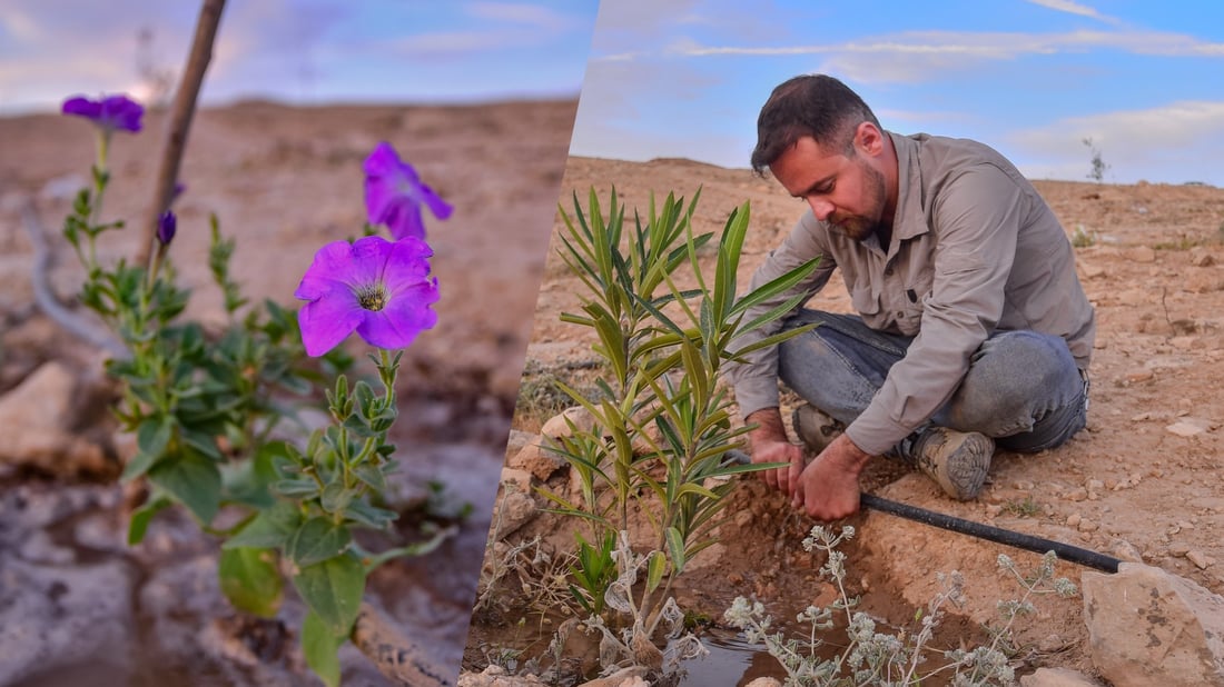 لەسەر چیای قەرەچوغ هەڵمەتێکی چاندنی دار توو و زەیتوون بەڕێوەچوو