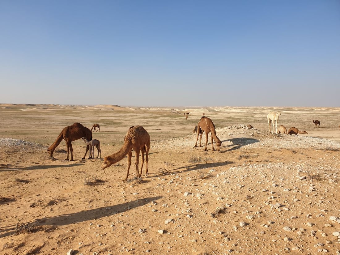 كل شيء عن إبل العراق.. الجودية بـ60 مليوناً.. وناقة الرمادي رخيصة للولائم