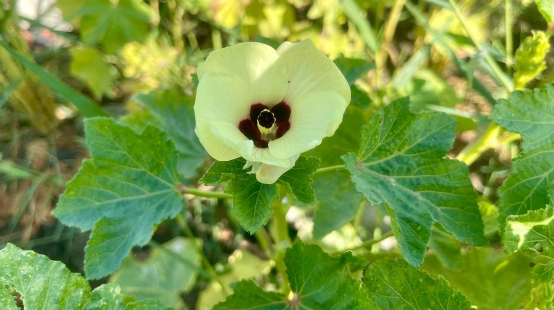 شمال البصرة يباهي بالباميا النادرة.. “البترة” العراقية هي الأفضل لهذه الأسباب