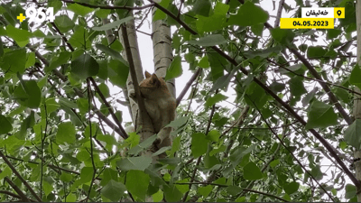 پشیلەیەک چووەتە سەر دارێکی بەرز و ناتوانێت دابەزێت