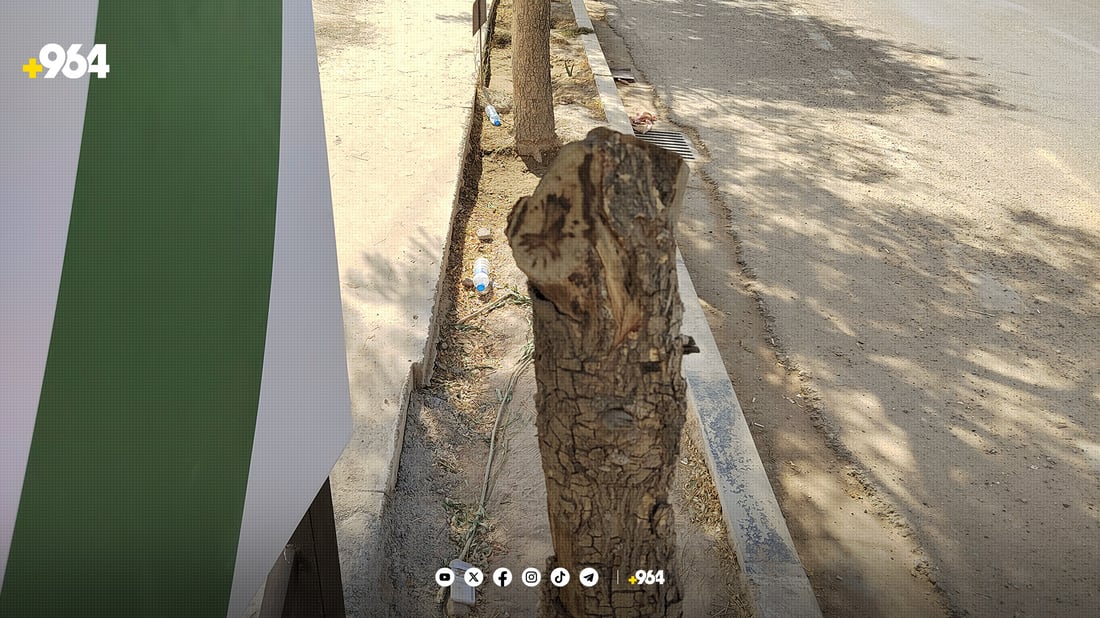 له‌ كه‌لار بۆ تابلۆیه‌كی ریكلام چه‌ند دارێك له‌ناوده‌برێن