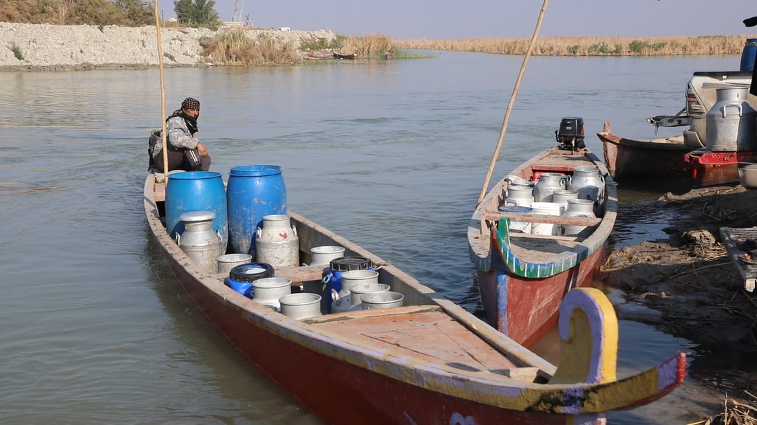 أهوار الجبايش: حليب الجاموس يقفز 60 %.. تراجع العلف والإنتاج (صور)