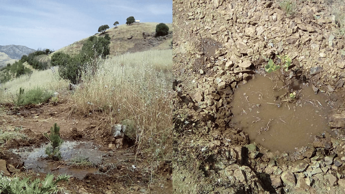 لە سلێمانی قۆناغی پاراستنی هەزاران نەمام دەستپێکردووە
