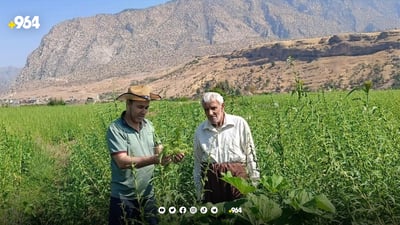 کونجی دێرەلۆک تووشی نەخۆشی بووە