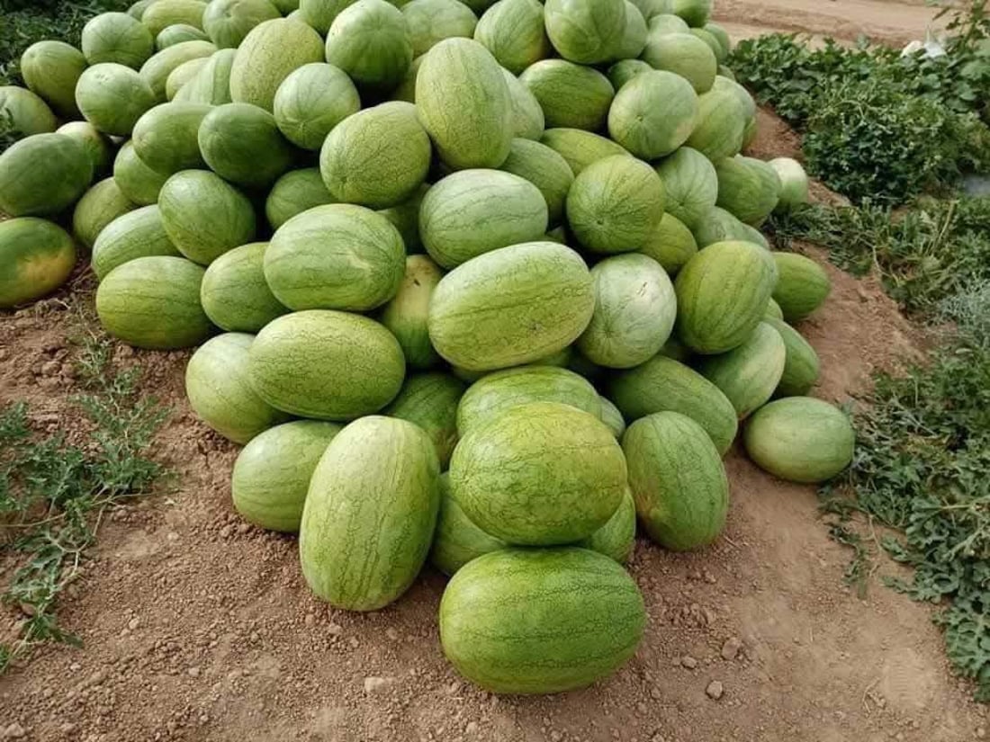 ئه‌مساڵ شوتییه‌كه‌ى پردێ به‌شه‌رتى چه‌قۆ نافرۆشرێت