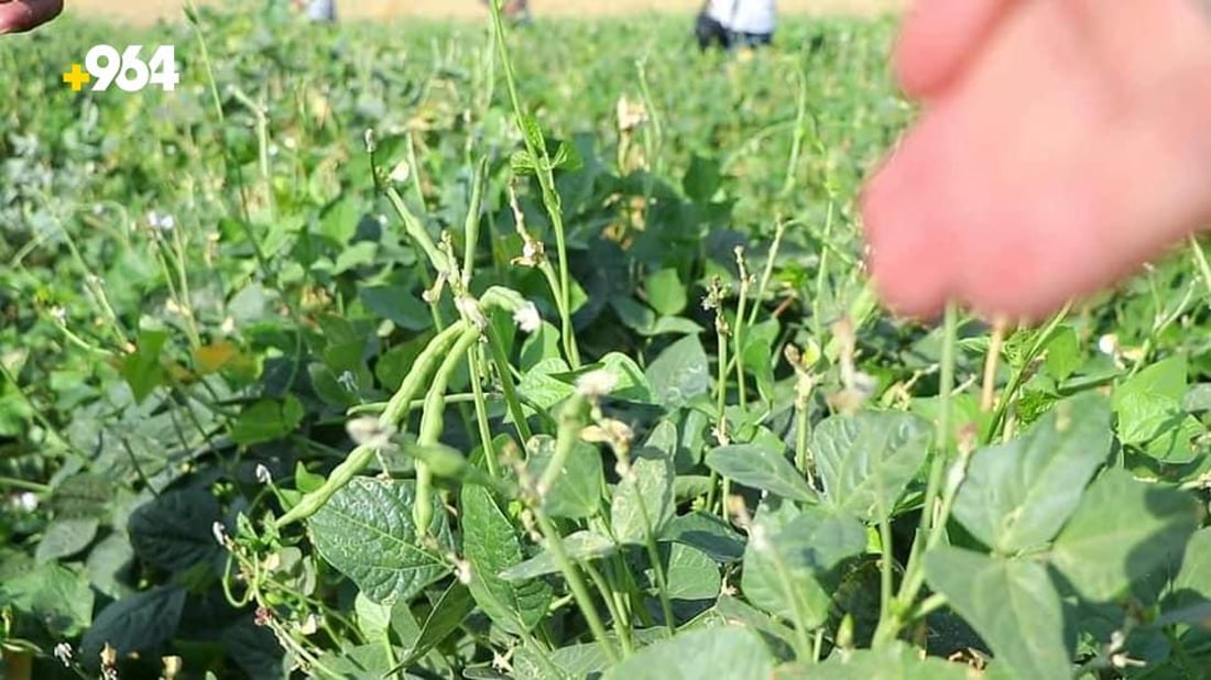 ته‌قته‌ق رۆژانه‌ 70 تۆن به‌رهه‌مى لۆبیاى هه‌بووه‌