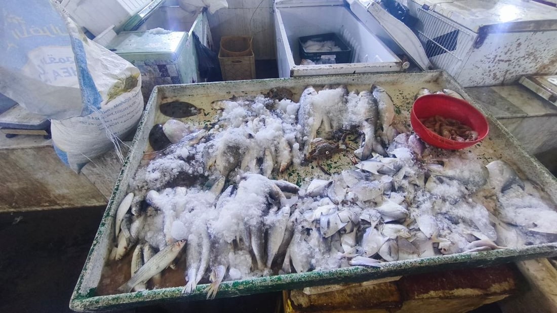 الصبور يشعل مزاد الفاو مبكراً.. الزوج 190 ألف دينار وإن لم يعجبك فالهامور والزبيدي