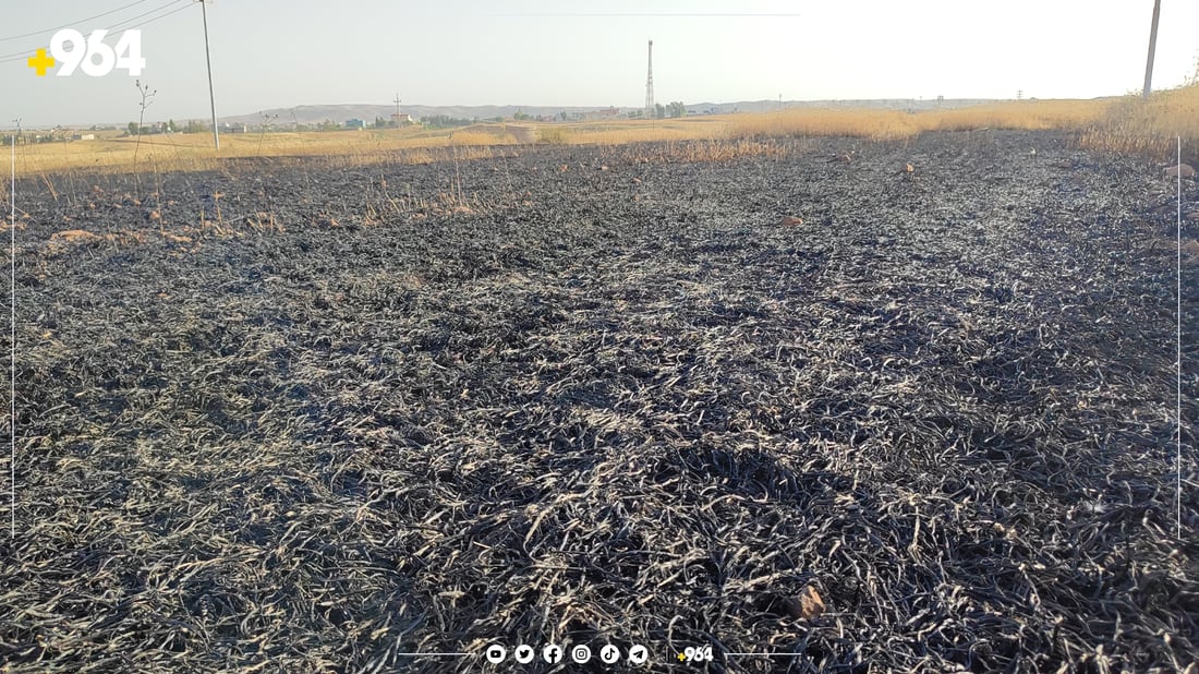 لە چەمچەماڵ پێنج دۆنم گەنم سووتا