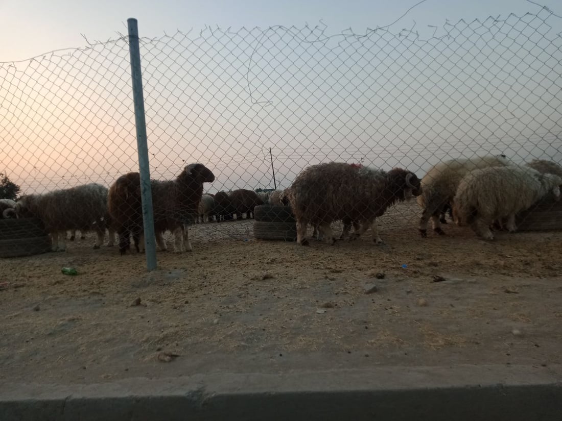 صور: استغاثة من محيط “المقبرة المقرفة” في بغداد الجديدة