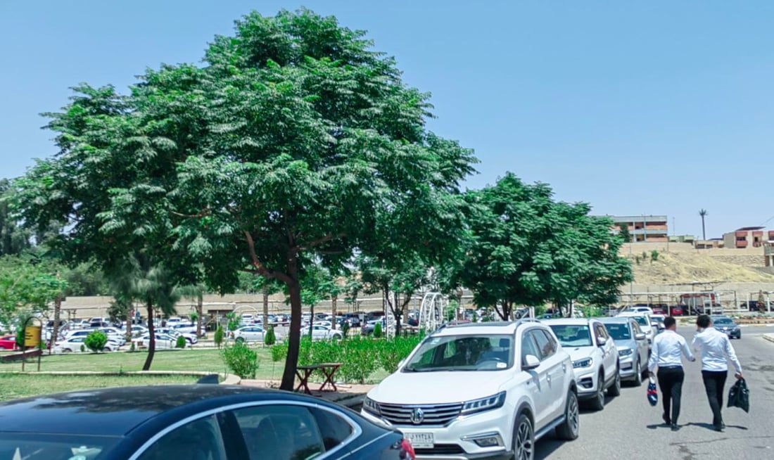 صور مدهشة من جامعة الموصل: “السبحبح” يكبر ويغطي الحدائق.. والسورية تتحمل تموز