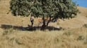 Three arrested after hookah embers start grass fire at Halabja tourist hotspot
