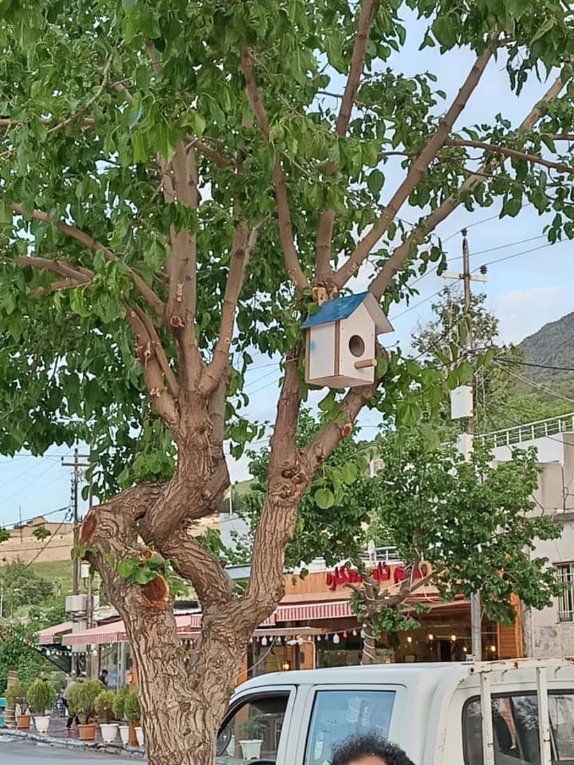 له‌ شه‌قڵاوه‌ هێلانه‌ى ده‌ستكرد بۆ باڵنده‌كان كێوییه‌كان دروست ده‌كرێت