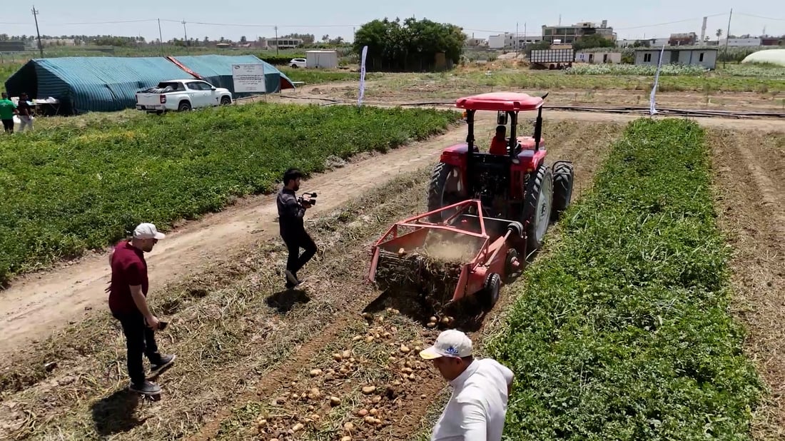 فيديو: بطاطا جديدة تنجح في الرمادي ورجل أعمال يتعهد بشراء المحصول كله