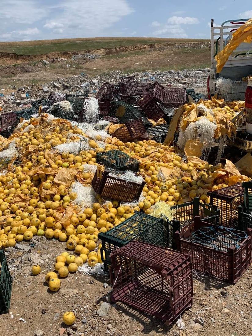 زیاتر لە دوو تۆن سێو و خورما و پەنیرى نەشیاو بۆ خواردن دەستیان بەسەرداگیرا