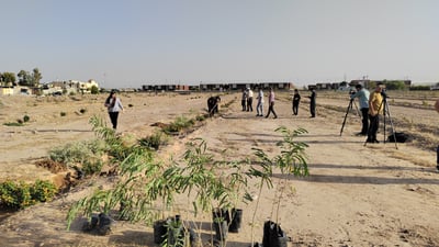 لە گەرمیان نەمام دەچێنرێت دژی سوتانی دارستانەکانی کوردستان لەلایەن تورکیا