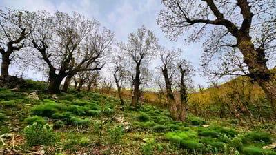 خۆڵبارین کەم دەبێتەوە و لەهەندێک ناوچەش نمەباران دەبێت