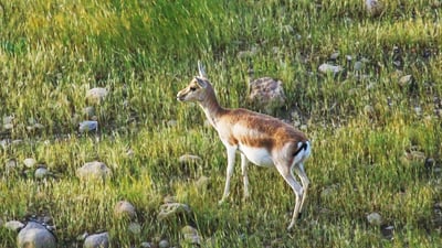له‌ گه‌رمیان راوكردنى مه‌ترسیدار و له‌ داووده‌ش ئاسکەکان ئازاد ده‌كرێن