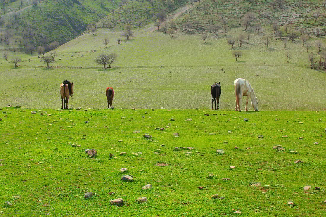 صور: ليست ريف سويسرا.. تجوال حر للخيول في “لبانة” أجمل قرى السليمانية