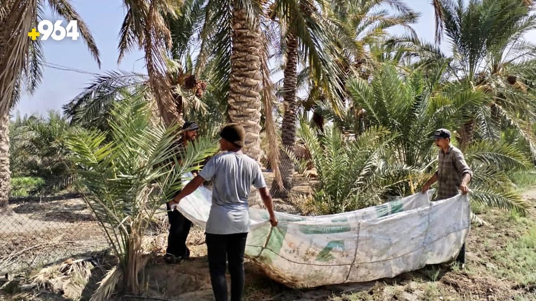 “گصاص” النخل بدأ و4 أنواع لم يحن وقتها بعد.. آخر مراحل قطف التمور في البصرة