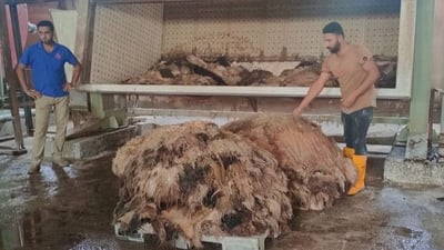 بعد توقف دام 12 عاماً.. الصناعة تُعلن عودة دباغة الجلود لإنتاج الأحذية والحقائب