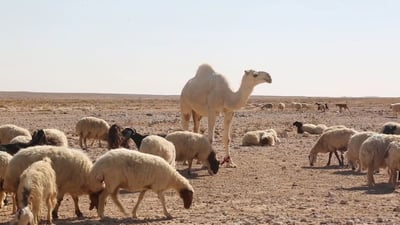 هەلیکار بۆ شوانى راگەیەنرا