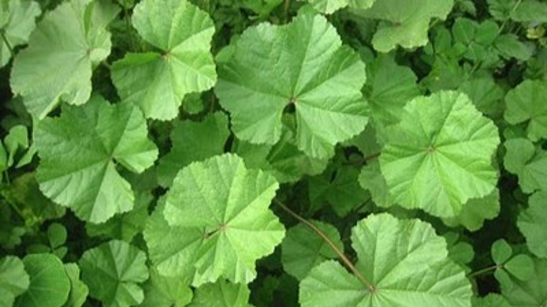 “العشا خباز” ارتفع سعره أيضاً بسبب الدولار.. الباقة بـ 1250 في أرياف بعقوبة