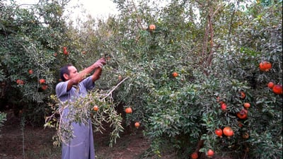 Pomegranate growers in Salah al-Din village report bumper, disease-free crop