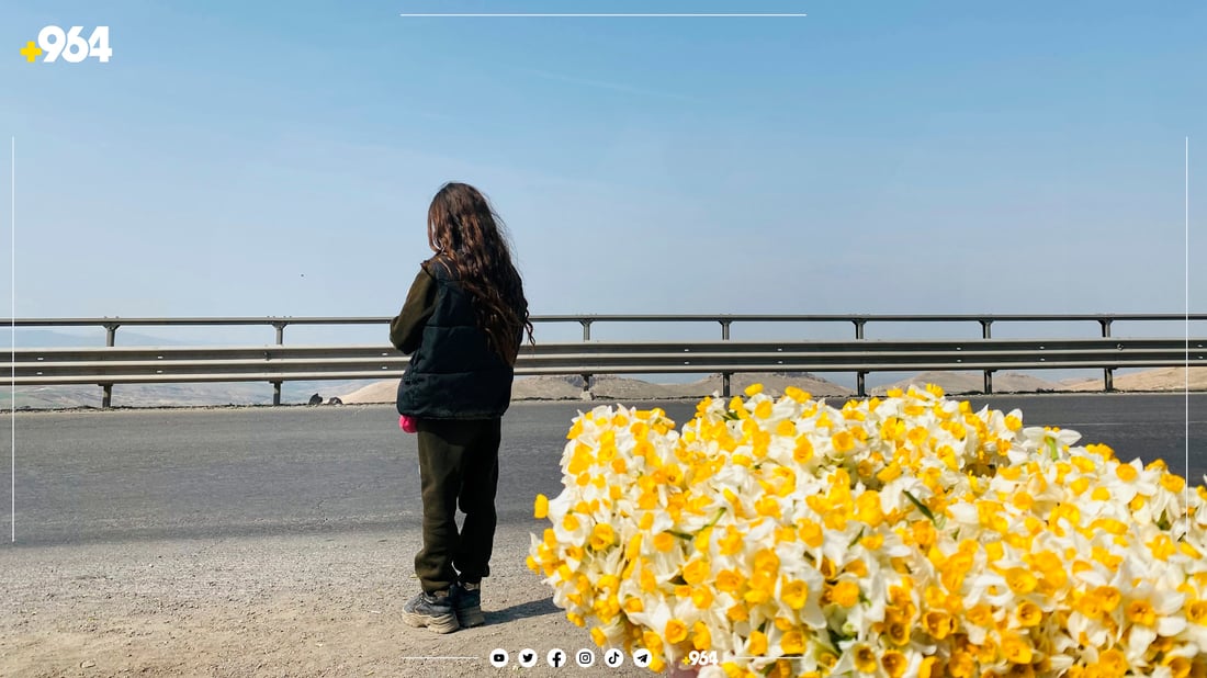 منداڵە نێرگز فرۆشەکانی لۆفەی سپیلک