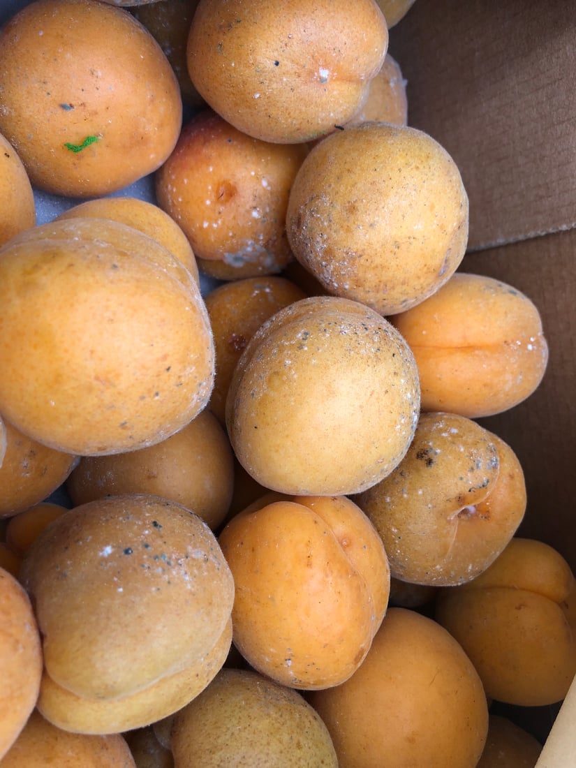 دوو تۆن و 700 کیلۆ پەتاتە و مۆز و قەیسی دەستیان بەسەرداگیرا