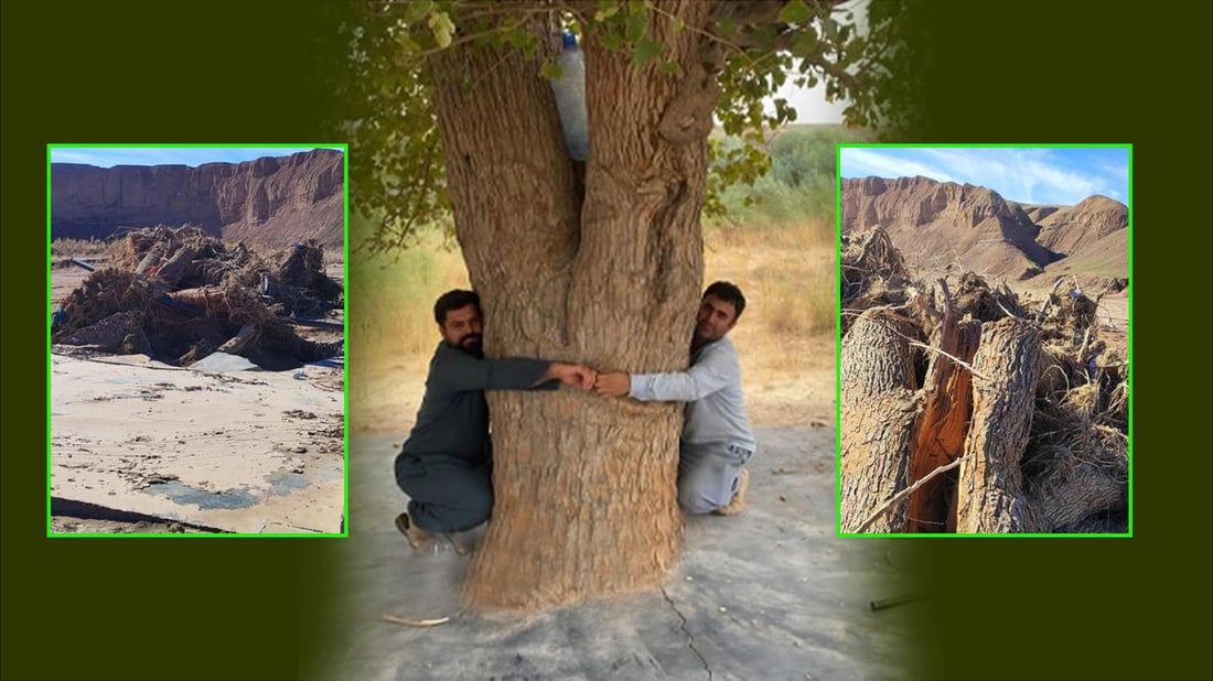 پاشماوه‌ى داره‌ ته‌مه‌ن 60 ساڵییه‌كه‌ى چه‌می ئاوه‌سپی دۆزرایه‌وه‌ كه‌ لافاى هه‌ڵیته‌كاندبوو