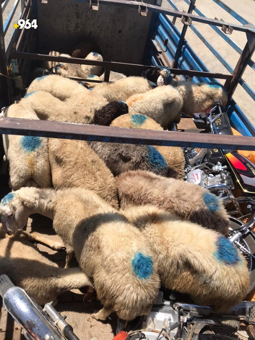 آتية من إيران.. حرس الحدود يضبط 67 رأس غنم حاول مهرب نقلها الى العراق (صور)