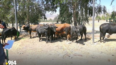 قوربانى لە ئێستا و رابردوودا