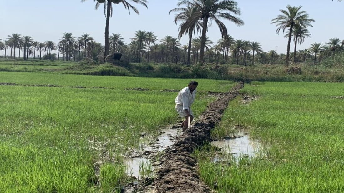 الديوانية: زراعة “الشلب” ممنوعة في الصيف.. الماء للشرب فقط