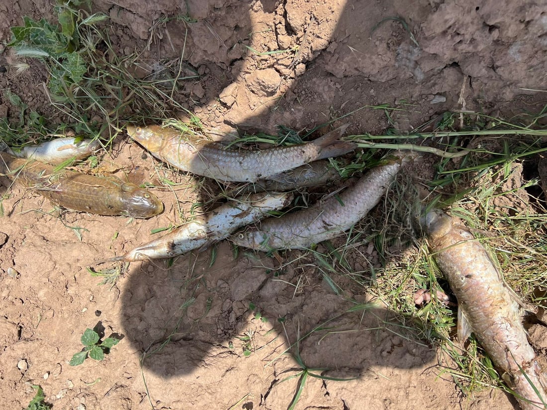 سه‌دان ماسی له‌ سنوورى چه‌مچه‌ماڵ مردار بوونه‌ته‌وه‌