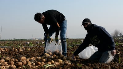 فيديو من حقول سهل نينوى: طوبزاوة تحصد بطاطا “أريزونا”.. موسم وفير رغم “اللفحة”