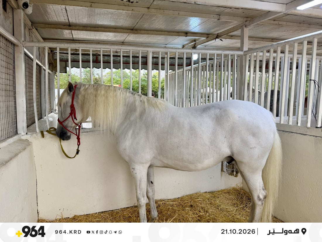 لە هەولێری پایتەخت یەکەمین فێستیڤاڵی ئەسپی کوردی بەڕێوەدەچێت