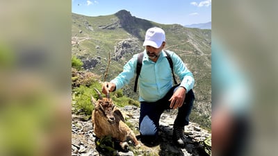  964 ساغى کردەوە؛ دوو بزنە کێوییەکەى باڵەکایەتى نەکوژراون