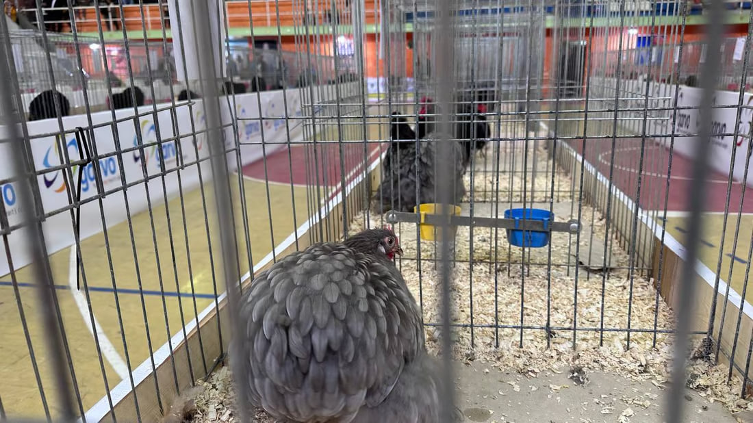 Beauty contest for chickens draws enthusiastic participants from across Iraq