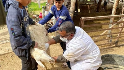 صور: الفرق الطبية في المثنى تفحص المواشي للكشف المبكر عن الحمى النزفية