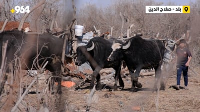 فيديو: “الكيمر” لا يكفي أهالي بلد.. والجاموس يباع للقصابين